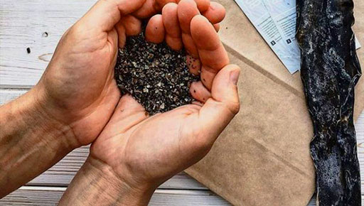 Бурые водоросли