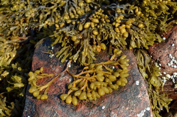 Фукус / Fucus Vesiculosus (мелкопузырчатый), 50 гр. — изображение 4