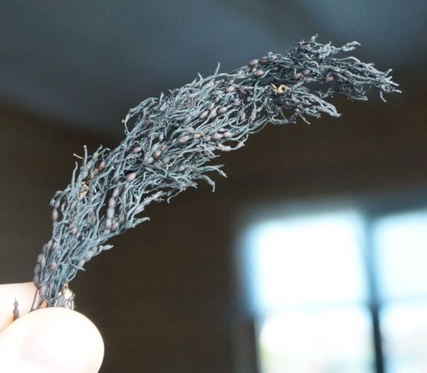 Фукус / Fucus Vesiculosus (мелкопузырчатый), 50 гр. — изображение 2