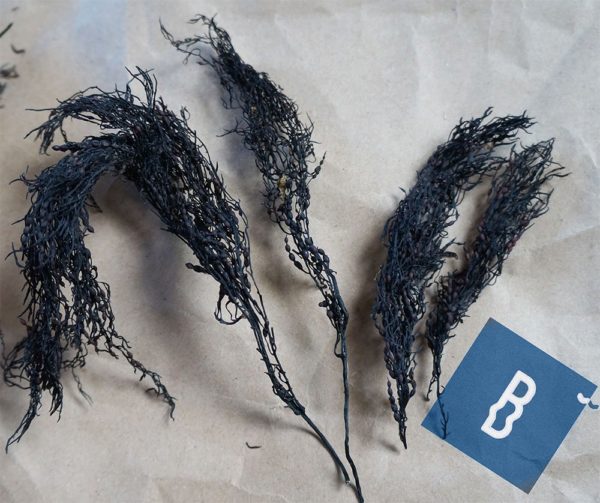 Фукус / Fucus Vesiculosus (мелкопузырчатый), 50 гр.