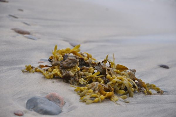 Фукус / Fucus Vesiculosus (мелкопузырчатый), 50 гр. — изображение 3